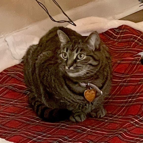 Meet your Posher, Haley - Picture 1 of 1